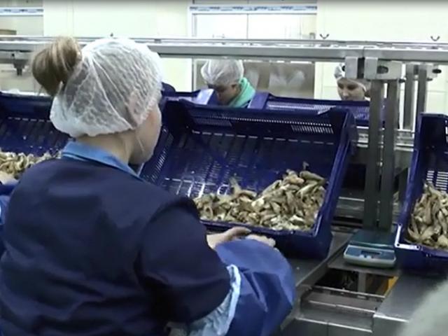 Фасовочный конвейер  в Дальнегорске
